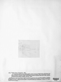 Lanzia luteovirescens image
